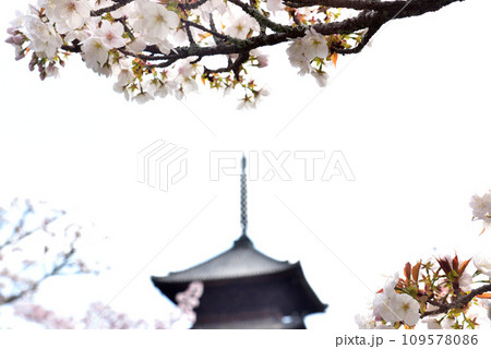 《京都市》世界遺産仁和寺に咲く満開の御室桜と五重塔 109578086