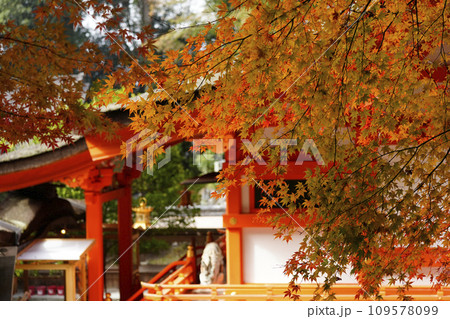 出雲大神宮（京都府亀岡市）の紅葉 109578099