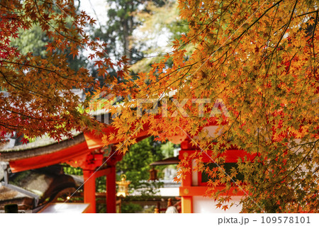 出雲大神宮(京都府亀岡市)の紅葉 出雲大神宮(京都府亀岡市)の紅葉 109578101
