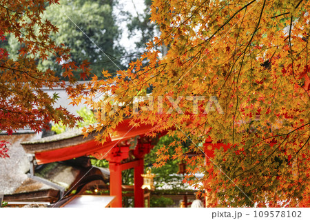 出雲大神宮（京都府亀岡市）の紅葉 109578102