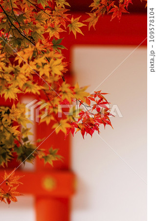出雲大神宮（京都府亀岡市）の紅葉 109578104