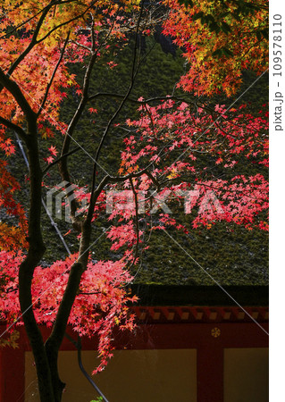 出雲大神宮(京都府亀岡市)の紅葉 出雲大神宮(京都府亀岡市)の紅葉 109578110