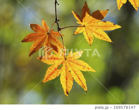 紅葉したカエデの葉 紅葉したカエデの葉 109578147