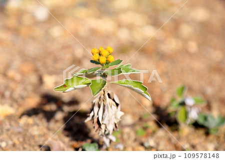 イソギクの花 109578148