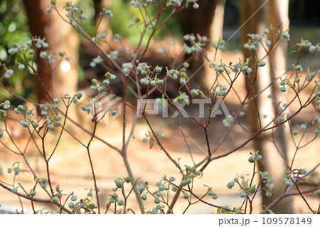 ミツマタの花 蕾 ミツマタの花 蕾 109578149