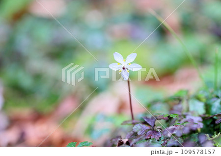 バイカオウレンの花 109578157
