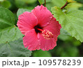 石垣島の赤いハイビスカス 109578239