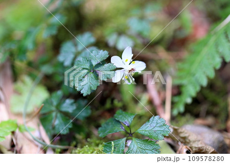 バイカオウレンの花 バイカオウレンの花 109578280