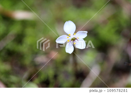 バイカオウレンの花 バイカオウレンの花 109578281