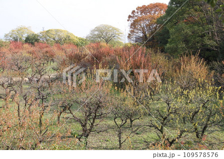 大阪城公園の晩秋の風景 109578576