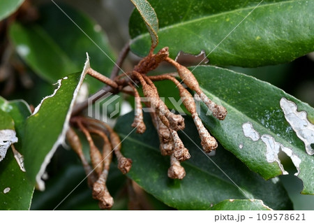 ナワシログミの若い実 ナワシログミの若い実 109578621