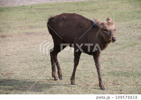 奈良公園の草を食べる鹿 109578818