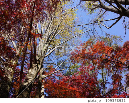 鎌倉には獅子舞という紅葉の名所があり、燃え上るような赤と散りゆく黄色との絶妙な色彩空間があります 109578931