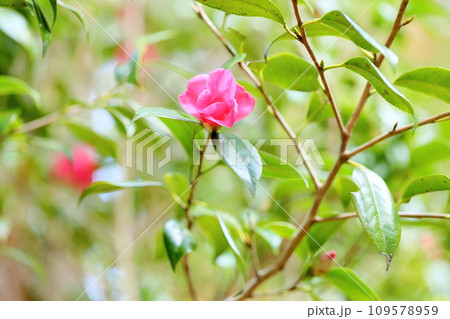 ツバキの花 紅侘助 ツバキの花 紅侘助 109578959