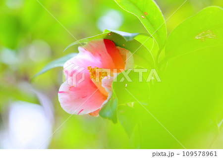 ツバキの花　覆輪秋の宮 109578961