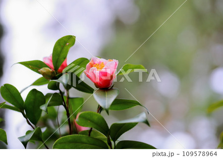 ツバキの花　覆輪秋の宮 109578964