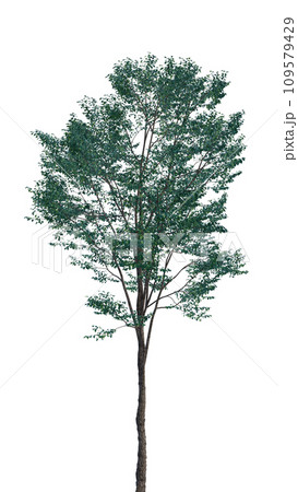 Isolated tree on a transparent background....のイラスト素材 [109579429] - PIXTA