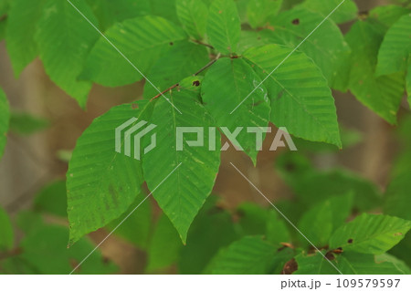 自然 植物 イヌブナ、葉は互生。波打つような鈍い鋸歯、側脈は十~十四本でブナの葉より多め 自然 植物 イヌブナ、葉は互生。波打つような鈍い鋸歯、側脈は十~十四本でブナの葉より多め 109579597