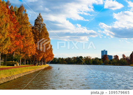 晩秋の水元公園 紅葉の風景 晩秋の水元公園 紅葉の風景 109579665