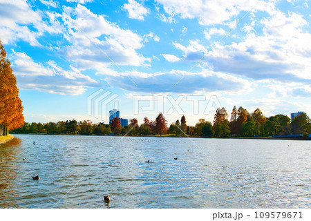 晩秋の水元公園 紅葉の風景 109579671