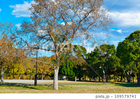 晩秋の水元公園 紅葉の風景 109579741