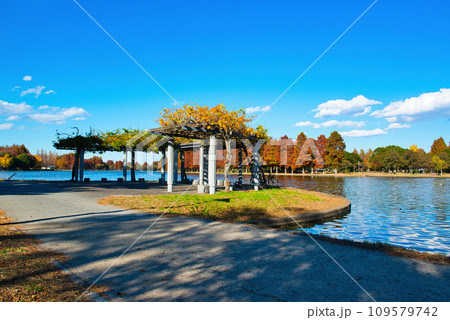 晩秋の水元公園 紅葉の風景 109579742
