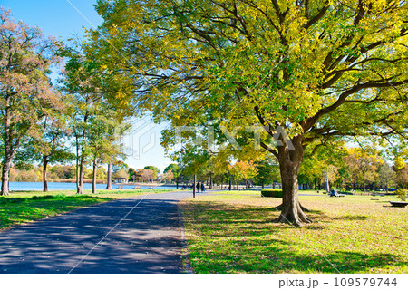 晩秋の水元公園 紅葉の風景 109579744