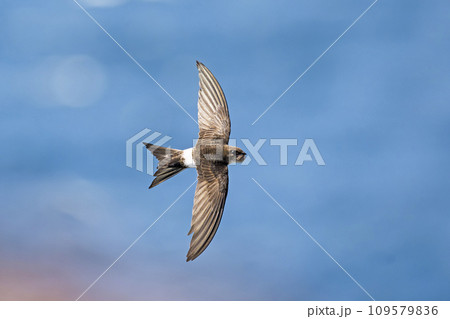 アマツバメ飛翔 109579836