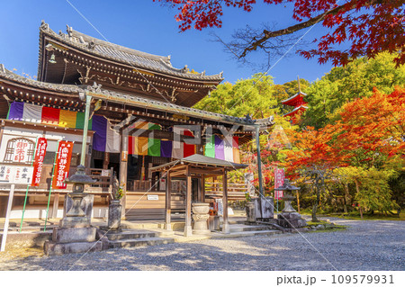 秋の京都　今熊野観音寺　紅葉に包まれた本堂と医聖堂 109579931