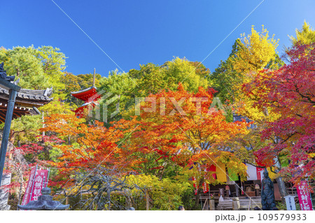 秋の京都 今熊野観音寺 紅葉に包まれた大師堂と医聖堂 秋の京都 今熊野観音寺 紅葉に包まれた大師堂と医聖堂 109579933