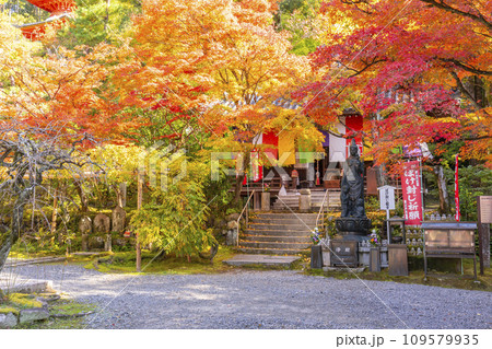 秋の京都 今熊野観音寺 紅葉に包まれた大師堂 秋の京都 今熊野観音寺 紅葉に包まれた大師堂 109579935