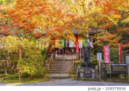 秋の京都　今熊野観音寺　紅葉に包まれた大師堂 109579936