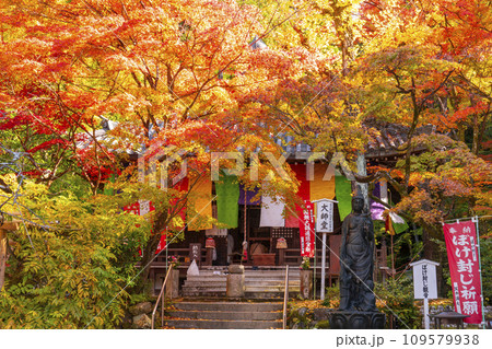 秋の京都　今熊野観音寺　紅葉に包まれた大師堂 109579938