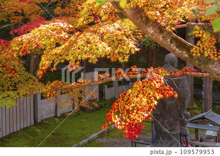 秋の京都 紅葉に包まれた今熊野観音寺の子護大師 秋の京都 紅葉に包まれた今熊野観音寺の子護大師 109579953