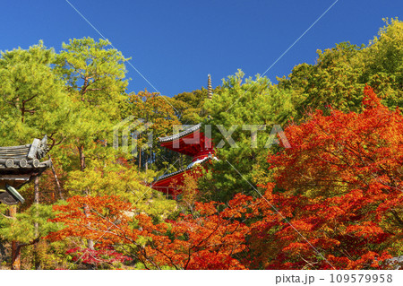 秋の京都　今熊野観音寺　紅葉に包まれた医聖堂 109579958