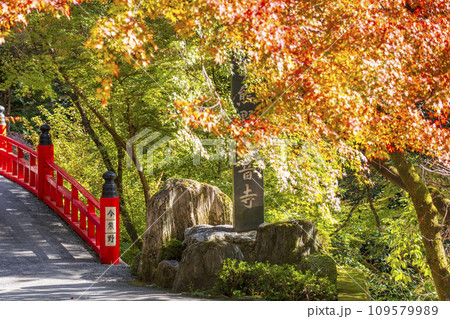 秋の京都 紅葉に包まれた今熊野観音寺の鳥居橋 秋の京都 紅葉に包まれた今熊野観音寺の鳥居橋 109579989