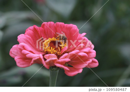 百日草 ヒャクニチソウ ひゃくにちそう 109580487