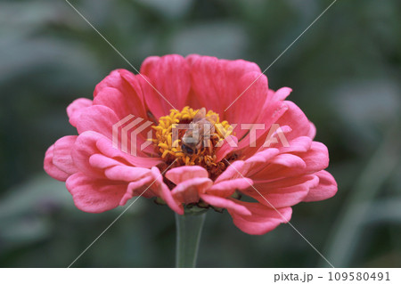 百日草 ヒャクニチソウ ひゃくにちそう 109580491