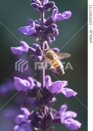 セージ アキギリ属 セイジ 109580731