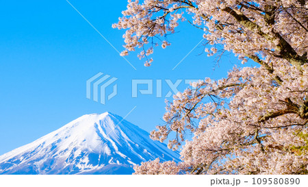 桜と富士山 桜と富士山 109580890