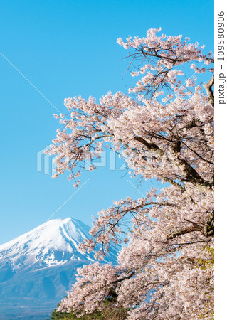 桜と富士山 109580906