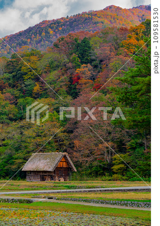 白川郷の紅葉 世界遺産 岐阜県 白川郷の紅葉 世界遺産 岐阜県 109581530