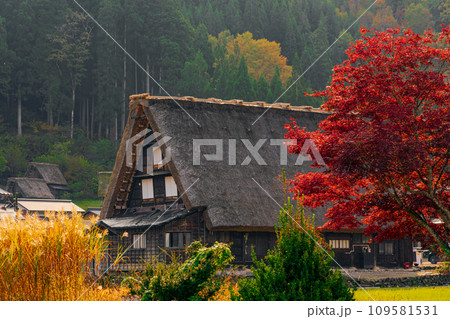 白川郷の紅葉　世界遺産　 岐阜県 109581531