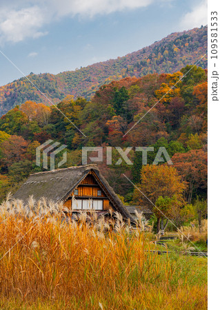 白川郷の紅葉 世界遺産 岐阜県 白川郷の紅葉 世界遺産 岐阜県 109581533