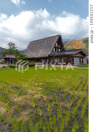 白川郷の紅葉 世界遺産 岐阜県 白川郷の紅葉 世界遺産 岐阜県 109581557