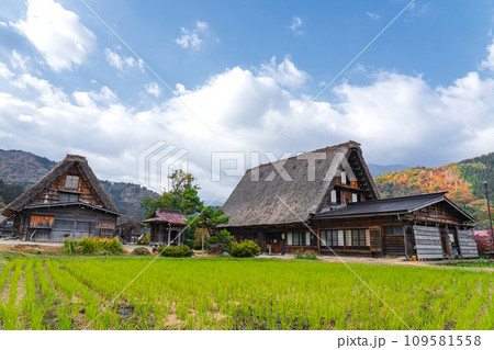 白川郷の紅葉　世界遺産　 岐阜県 109581558