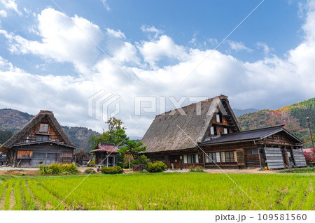 白川郷の紅葉　世界遺産　 岐阜県 109581560
