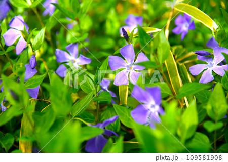 沢山のツルニチニチソウの花 沢山のツルニチニチソウの花 109581908