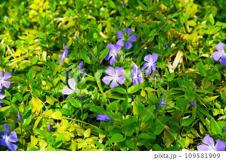 沢山のツルニチニチソウの花 沢山のツルニチニチソウの花 109581909