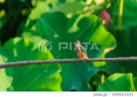 ハスの葉とカワセミの風景 109581925